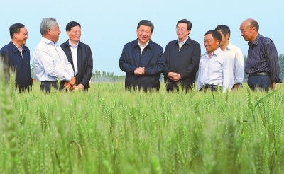 5月9日至10日,中共中央总书记、国家主席、中央军委主席习近平在河南省考察工作。这是5月9日下午,习近平在尉氏县张市镇高标准粮田察看小麦长势。新华社发